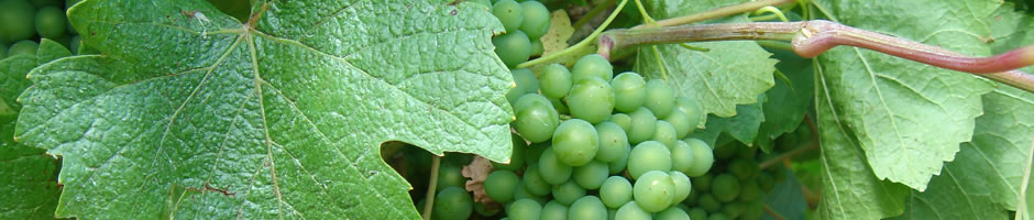 grape-vine-1.jpg