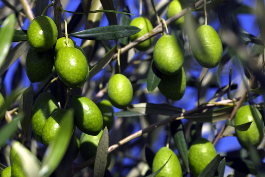 Olive fruit on the trees