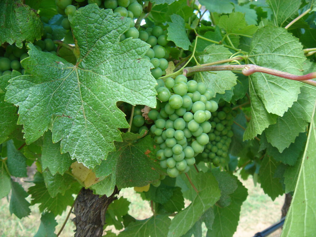 Green grapes on the vine at Adina Vineyard