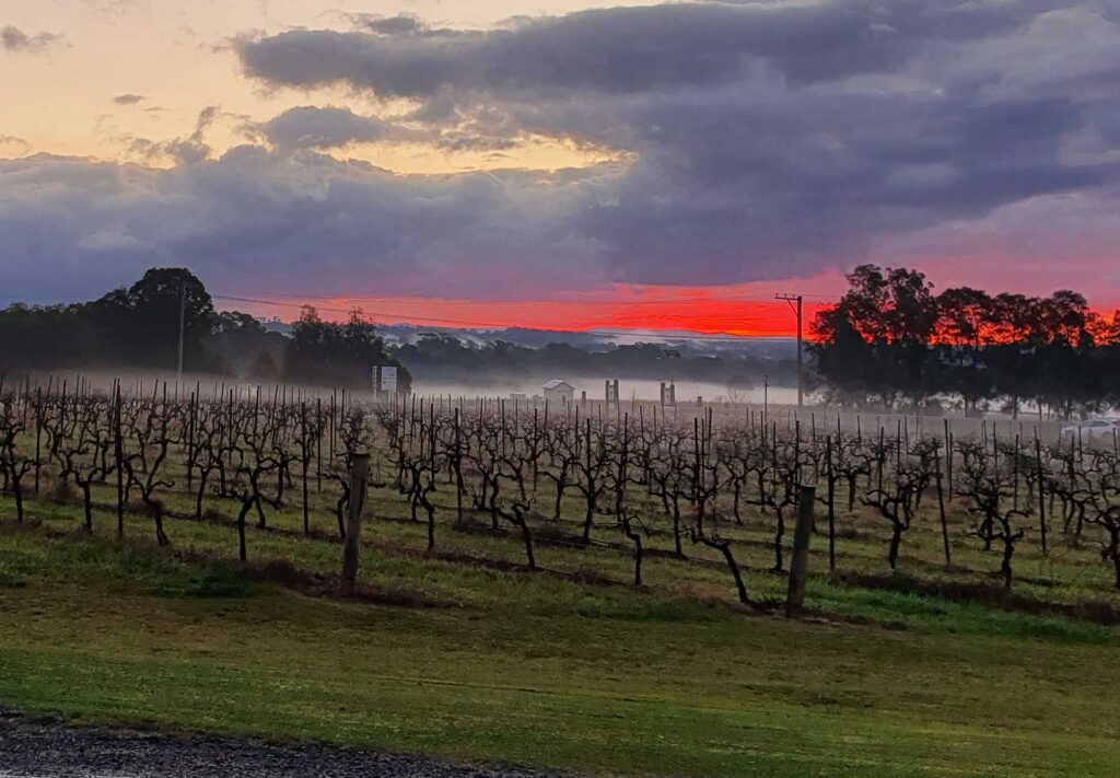 Sunset over the grape vines at Adina Vineyard