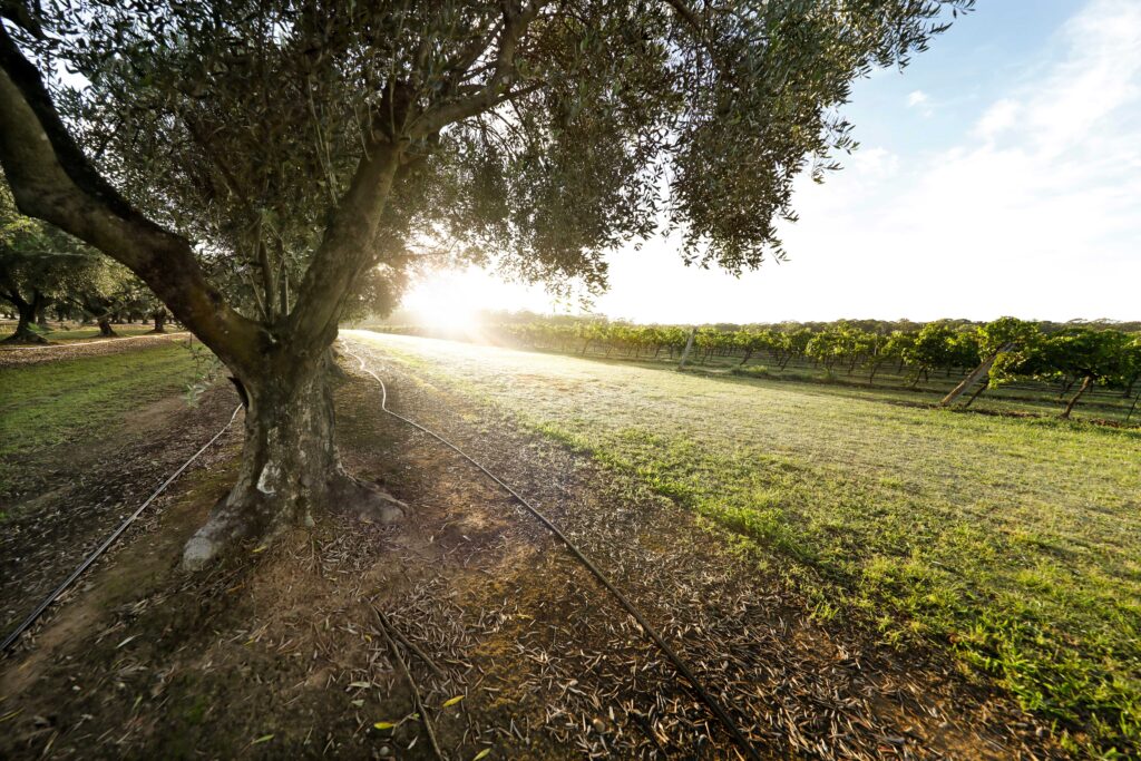 Sun shining through the Olive Groves at Adina Vineyard