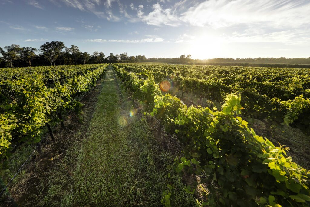 Vineyard views