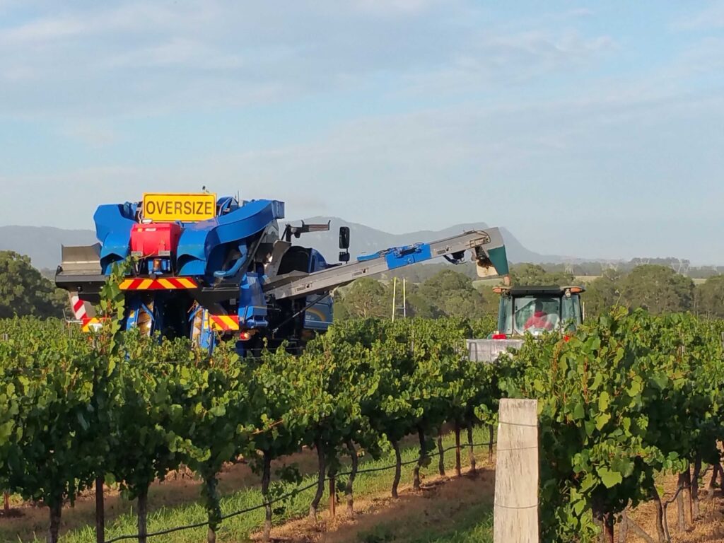 Wine harvester at work in the Adina Vineyards